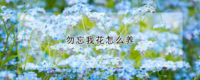 勿忘我花怎么養(yǎng)