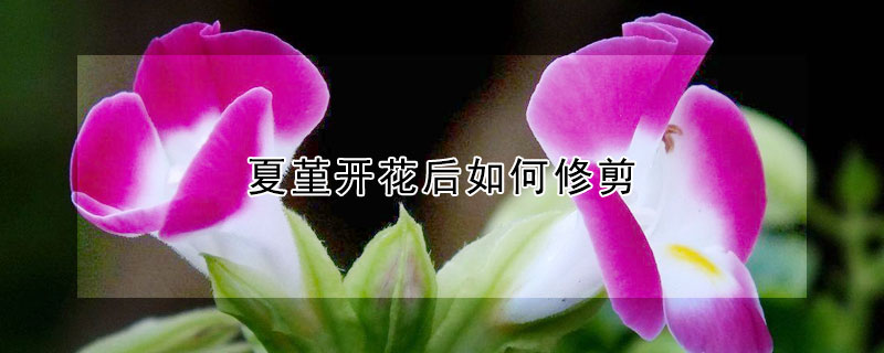 夏堇開花后如何修剪