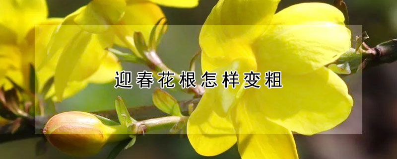 迎春花根怎樣變粗