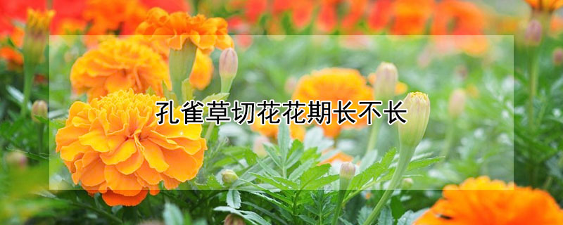 孔雀草切花花期長(zhǎng)不長(zhǎng)