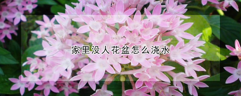 家里沒人花盆怎么澆水