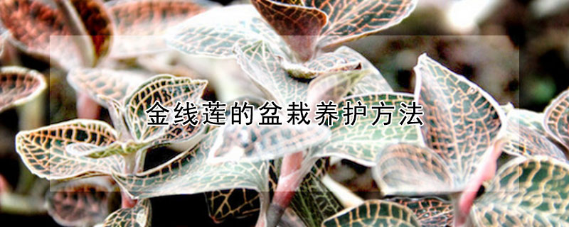 金線蓮的盆栽養(yǎng)護方法