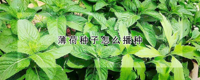 薄荷種子怎么播種