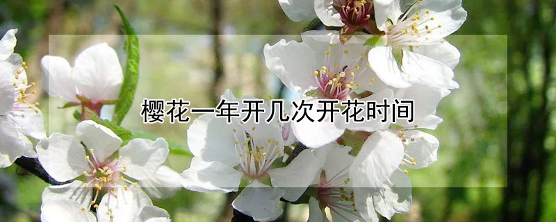 櫻花一年開幾次開花時間