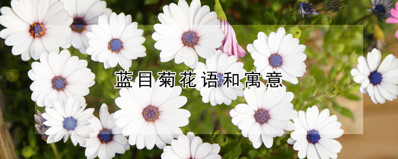 藍目菊花語和寓意