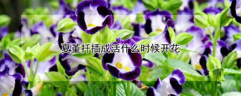 夏堇扦插成活什么時候開花