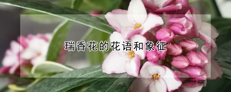 瑞香花的花語(yǔ)和象征