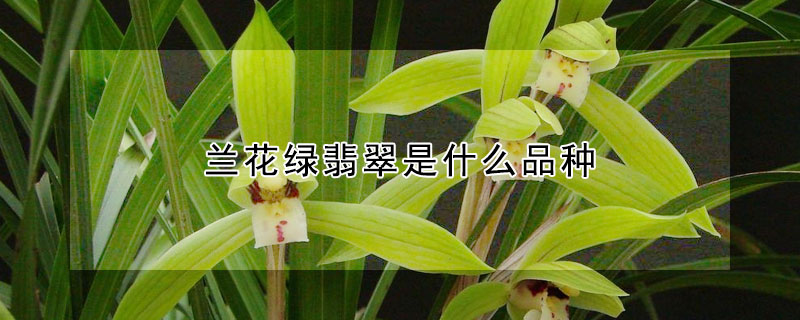 蘭花綠翡翠是什么品種