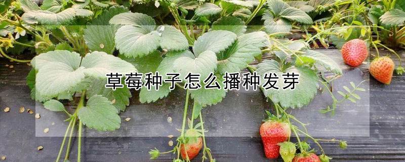 草莓種子怎么播種發(fā)芽