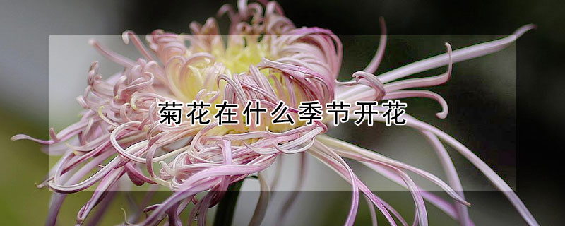 菊花在什么季節(jié)開(kāi)花