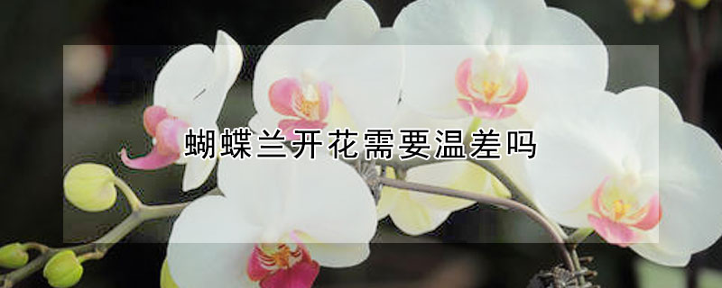 蝴蝶蘭開花需要溫差嗎