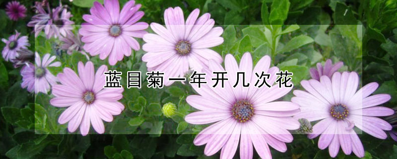 藍(lán)目菊一年開(kāi)幾次花