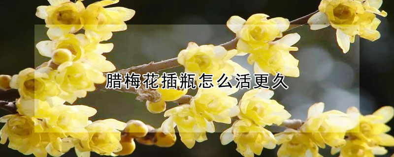 臘梅花插瓶怎么活更久