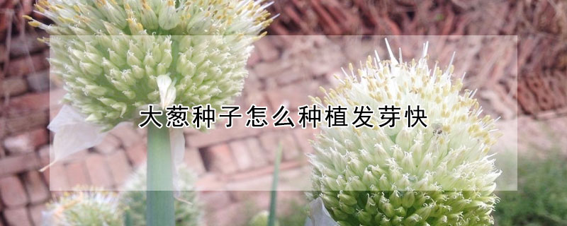 大蔥種子怎么種植發芽快