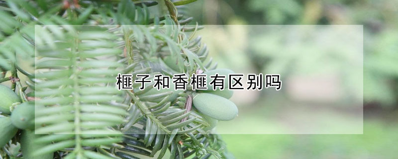 榧子和香榧有區(qū)別嗎