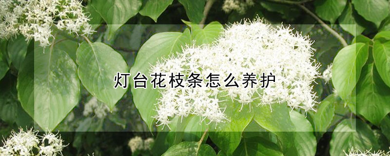 燈臺(tái)花枝條怎么養(yǎng)護(hù)