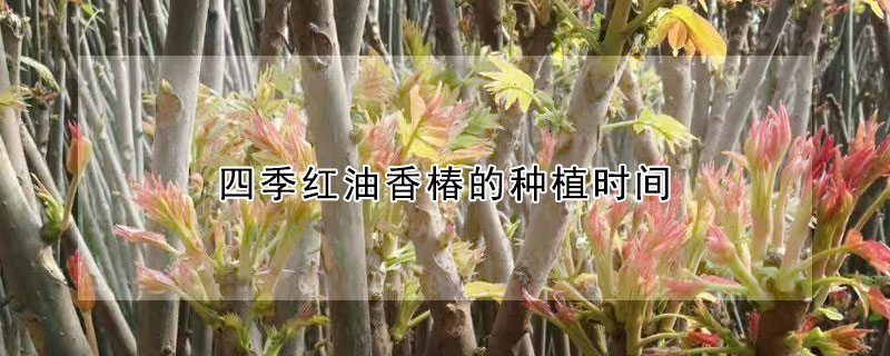 四季紅油香椿的種植時(shí)間