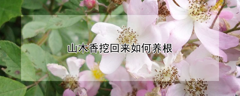 山木香挖回來如何養(yǎng)根