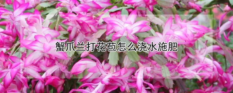 蟹爪蘭打花苞怎么澆水施肥