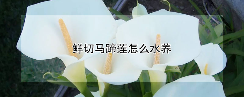 鮮切馬蹄蓮怎么水養(yǎng)