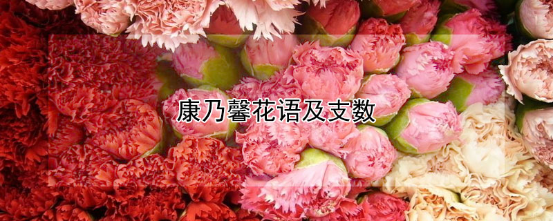 康乃馨花語及支數(shù)