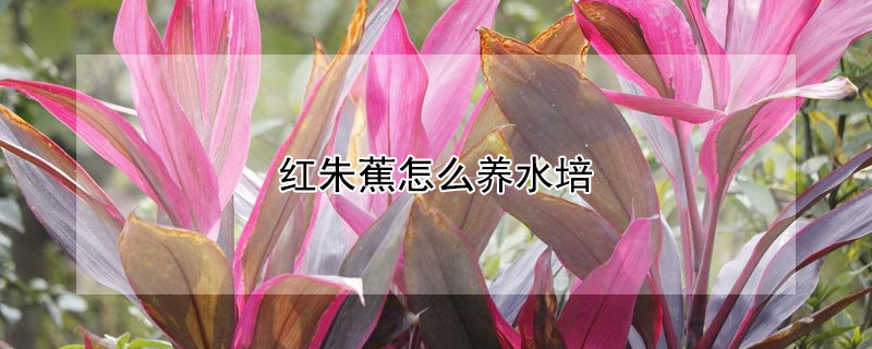 紅朱蕉怎么養(yǎng)水培