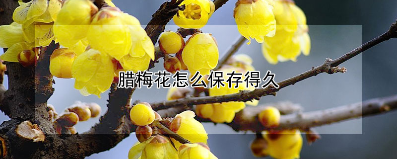 臘梅花怎么保存得久