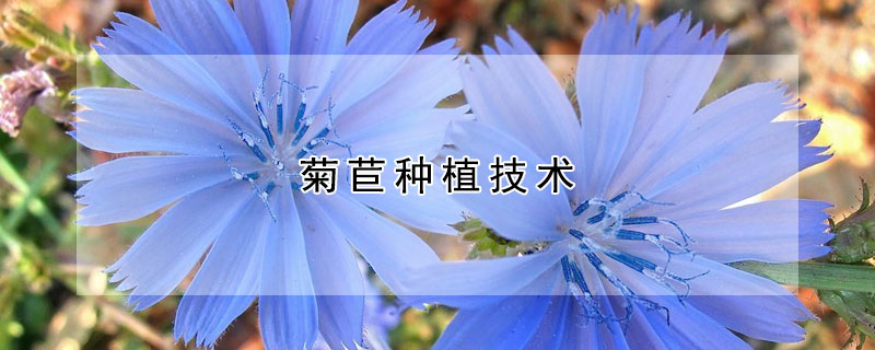 菊苣種植技術(shù)