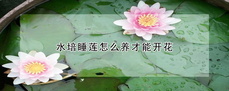 水培睡蓮怎么養才能開花