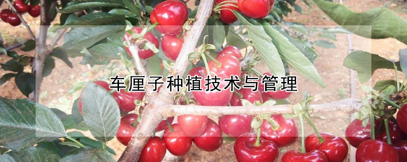 車(chē)?yán)遄臃N植技術(shù)與管理