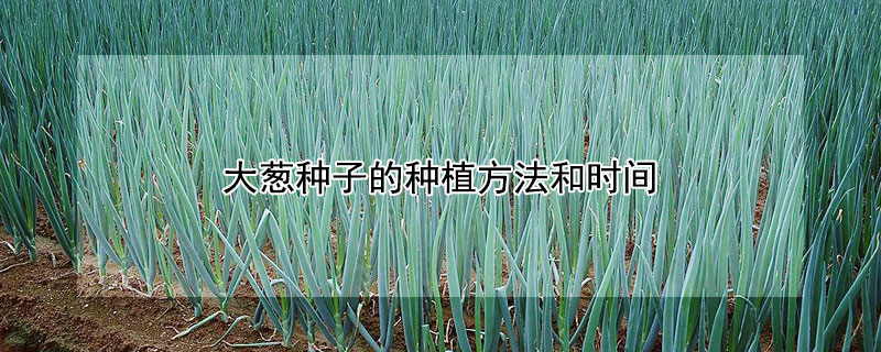 大蔥種子的種植方法和時間