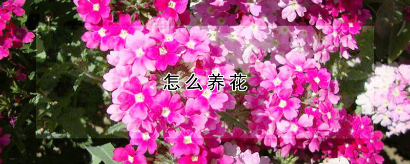 怎么養花