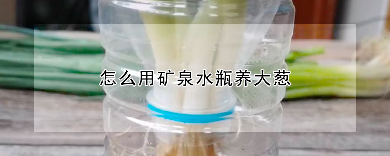 怎么用礦泉水瓶養大蔥