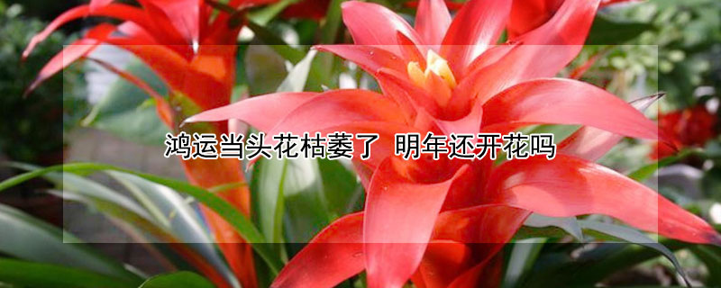 鴻運當頭花枯萎了 明年還開花嗎