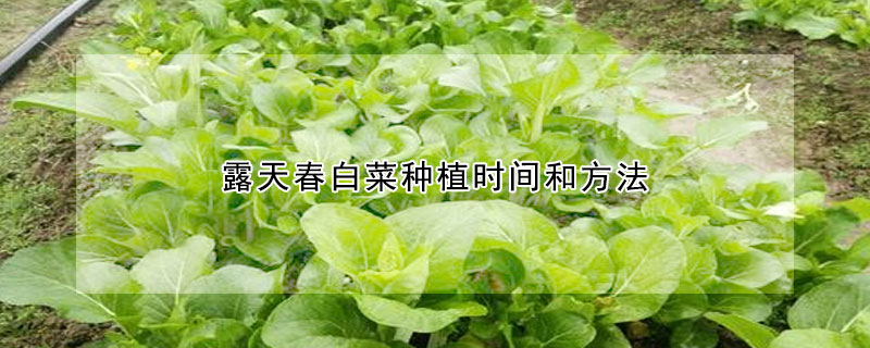 露天春白菜種植時間和方法