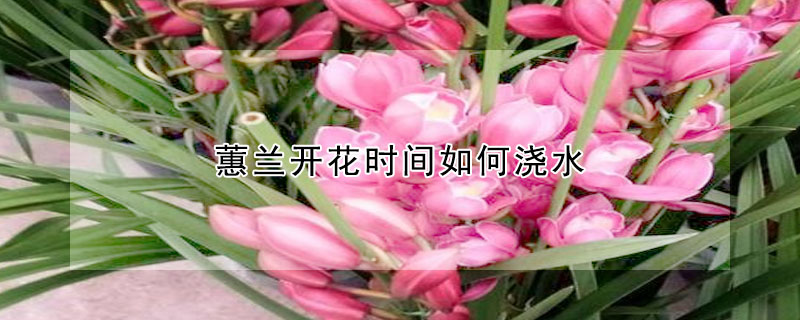 蕙蘭開花時(shí)間如何澆水