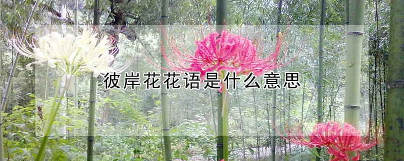 彼岸花花語(yǔ)是什么意思