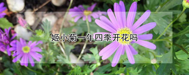 姬小菊一年四季開(kāi)花嗎