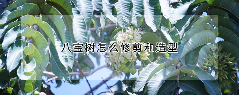 八寶樹怎么修剪和造型