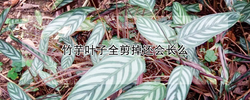 竹芋葉子全剪掉還會(huì)長(zhǎng)么