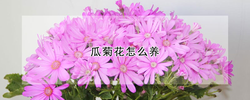 瓜菊花怎么養(yǎng)