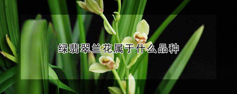 綠翡翠蘭花屬于什么品種