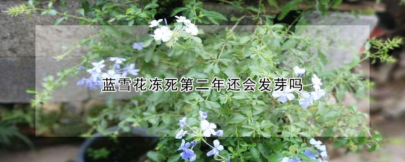 藍(lán)雪花凍死第二年還會(huì)發(fā)芽嗎