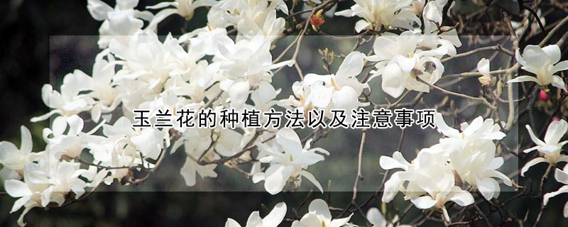 玉蘭花的種植方法以及注意事項(xiàng)