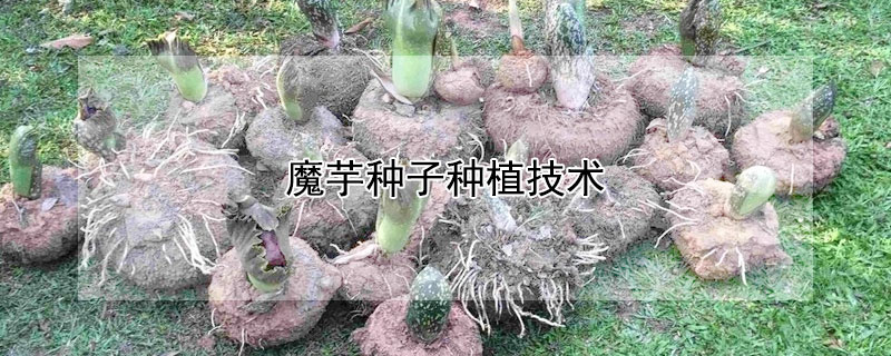 魔芋種子種植技術(shù)