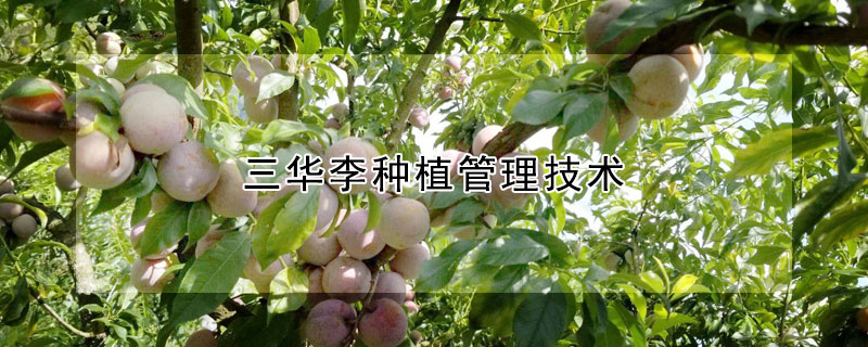 三華李種植管理技術