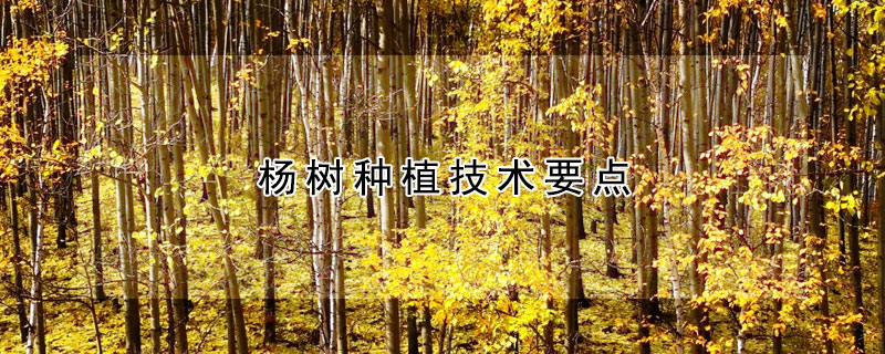 楊樹種植技術(shù)要點(diǎn)