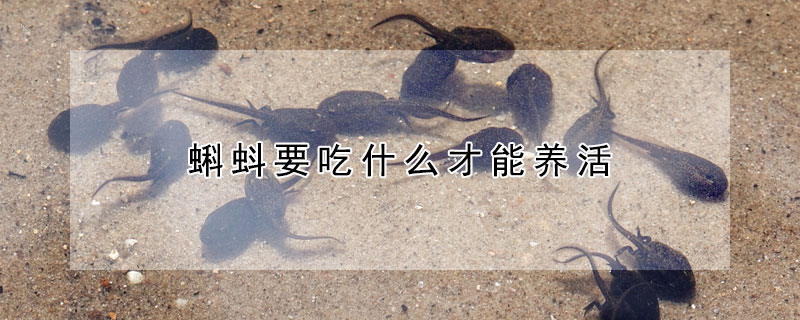 蝌蚪要吃什么才能養(yǎng)活