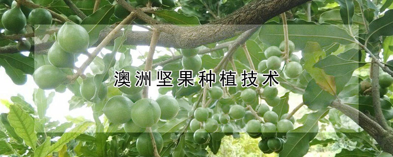 澳洲堅果種植技術