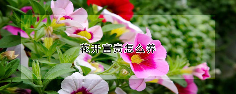 花開(kāi)富貴怎么養(yǎng)